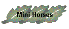 Mini Horses